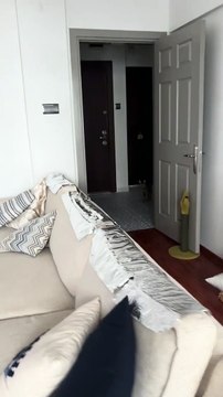 Un chat découvre une feuille d'aluminium