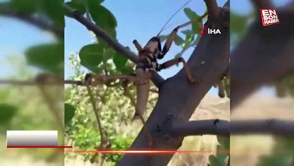 Siirt’te devasa etçil çekirge görüldü