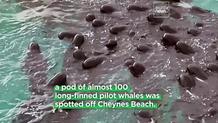 More than 50 pilot whales have died in Australia - volunteers are racing to save the rest
