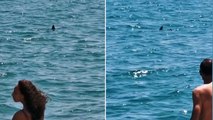 Shark lurks meters away from swimmers on French shore