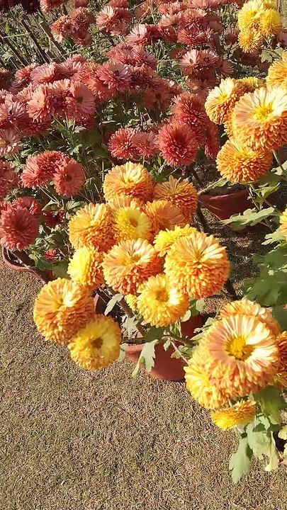 Art gallery in punjabi university patiala 2022 korean flowers breeding