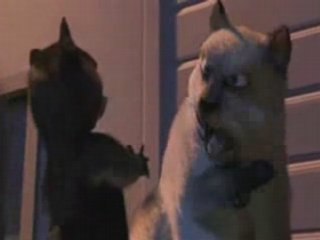 Nos voisins les hommes amv