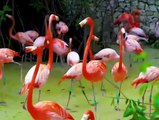 Amazing Scene of Animals In 4K - Scenic Relaxation Film | Nature Non Stop Entertainment
