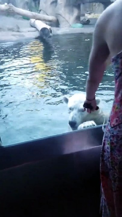 Un ours polaire espiègle divertit la famille au zoo