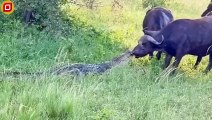 30 Moments The 3 Legged Buffalo Decided To Fight The Crocodile King Until His Last Breath