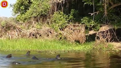 30 Jaguar vs Giant Otter War Ended With A Fatal Head Bite, What Happens Next   Animal Fight