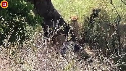 30 Moments Leopard Gets Injured When Choosing The Wrong Opponent   Animal Fight