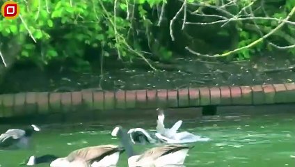 30 Ferocious Moments Of Birds Of Prey Hunting For Their Meal   Animal Fight