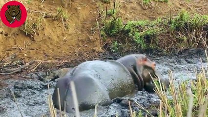 15 Moments Hippo Saves Animals From Brutal Predators   Animal Fights