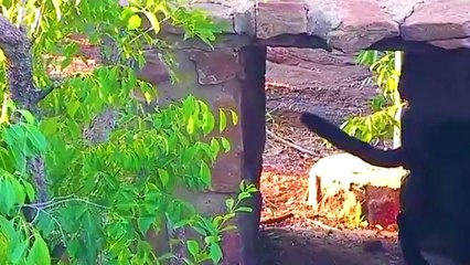 15 Moments Leopard Mother Dare To Fight With The Giant Python To Rescue Leopard Cub From The Horror