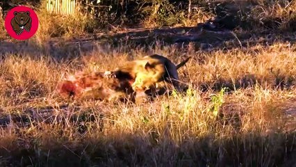 15 Savage Moments When Hyena Attack Injured Animal And Eats It On The Spot   Animal Fights