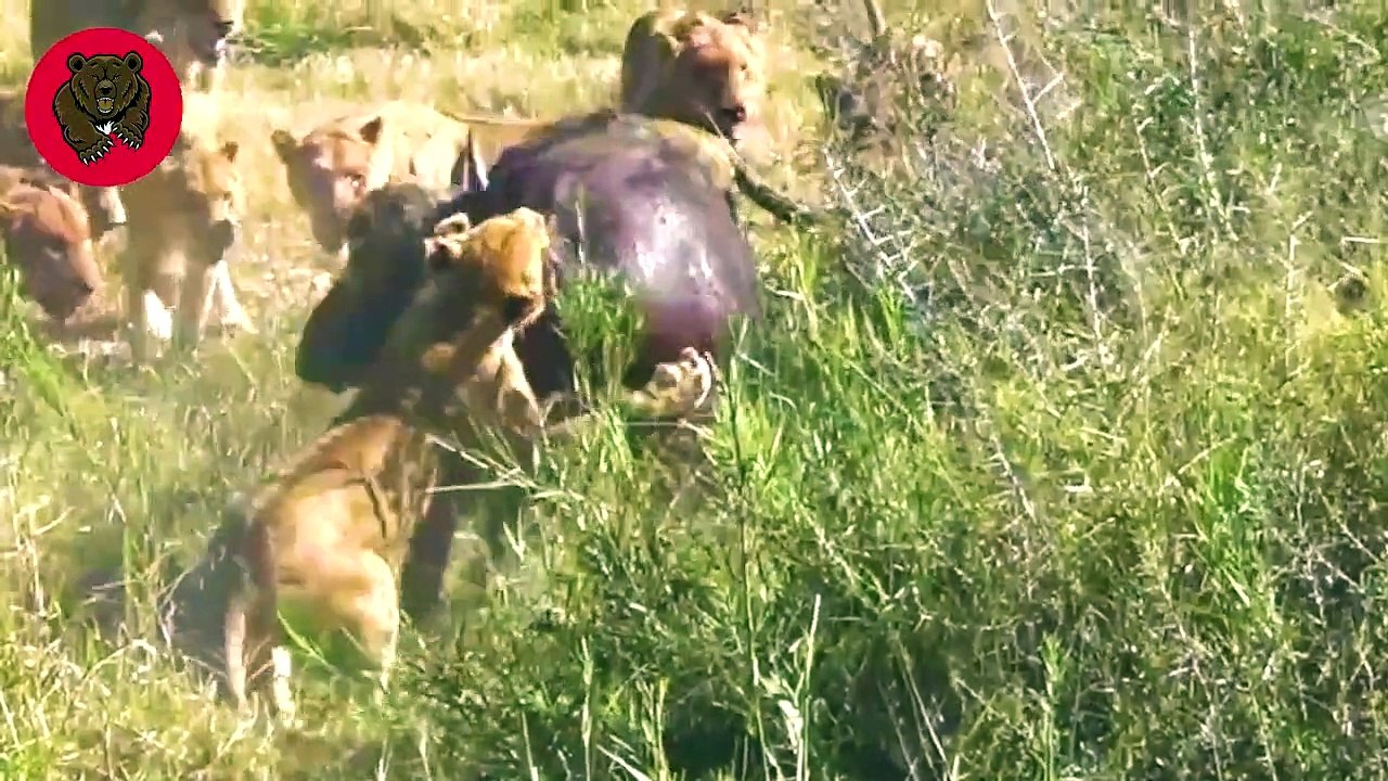 15 Moments When Big Cat Is Injured By The Wrong Opponent, What Happens Next   Animal Fights