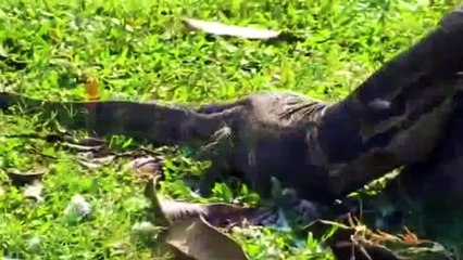 15 Moments Wild Animals Fight Caught On Camera, What Happens Next   Animal Fights