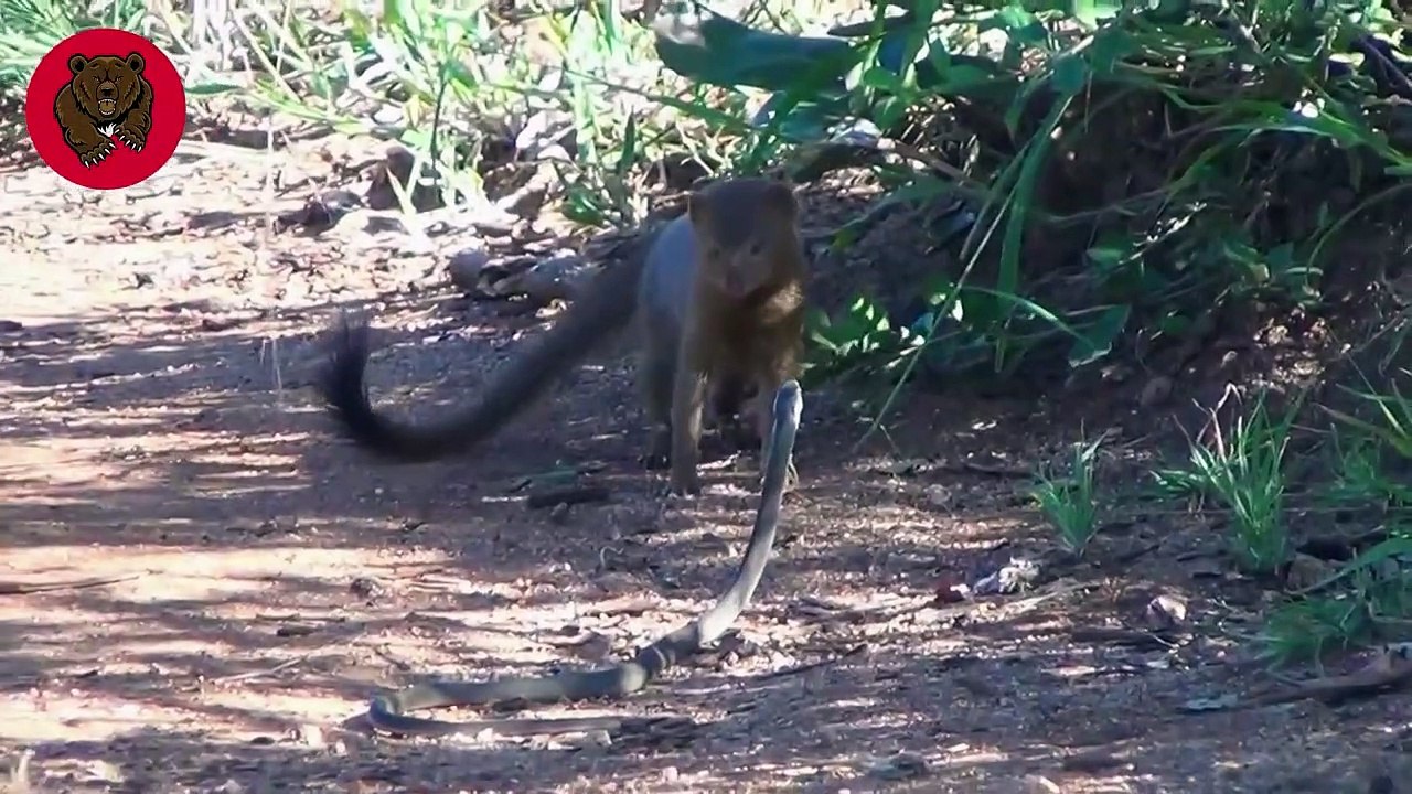 15 Moments King Cobra Pays With His Life When He Spits Venom On A Mongoose   Animal Fights