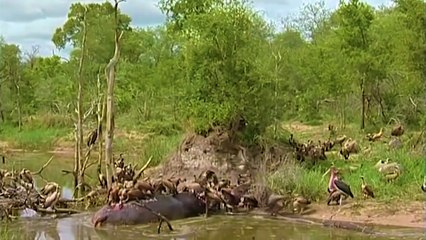 15 Moments When a Buffalo Has Only 3 Hind Legs Left to Fight the Crocodile King   Animal Fights