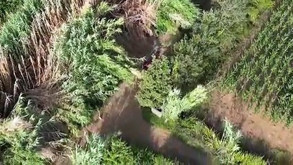 Dron capta a pirómano provocando incendios al sur de Italia