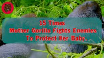15 Times Mother Gorilla Fights Enemies To Protect Her Baby   Animal Fights