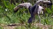15 Brutal Moments Of Birds Fighting Their Prey - Animal Fight