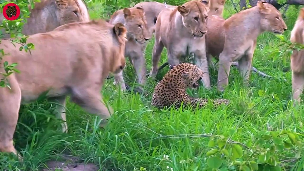 15 Moments Big Cats Fight To The Death And What Happened Next   Animal Fights