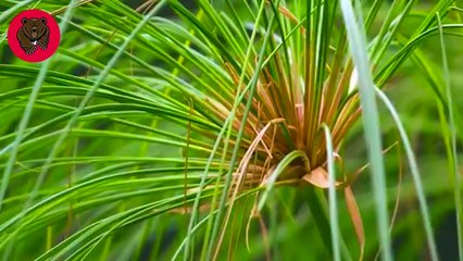 15 Shoe-Billed Stork Moments Jurassic Master Hunter Of The Wetlands   Animal Fights