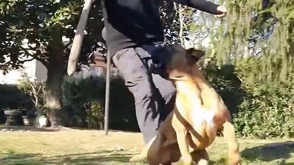 10 Most Popular Dog Breeds in the World