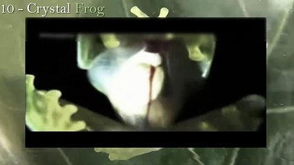 10 Most Recently Discovered Bizarre Animals