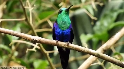 10 Most Spectacular Hummingbirds in the World