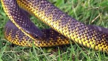 10 Most Venomous Snakes in the World