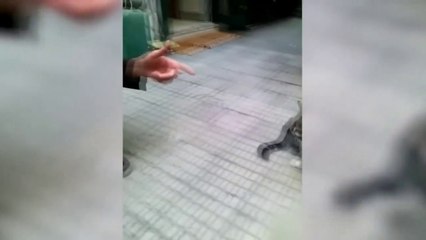 Funny cat  vs Gun  - Funny Animals  playing dead on finger shot Compilation