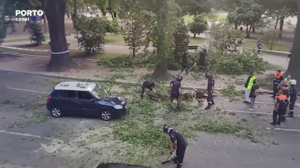 Rotunda da Boavista reabre ao trânsito após duas horas devido a queda de ramo