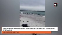 Encontraron a más de 50 ballenas muertas en una playa tras quedar encalladas