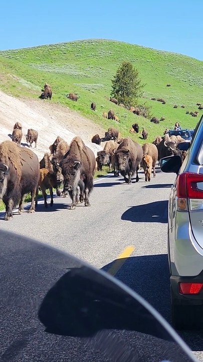 Bison Traffic Jam