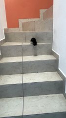 Kitten Hops Down the Stairs