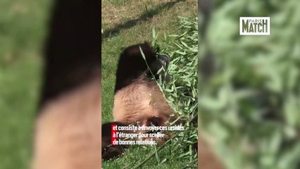 Les secrets de la « diplomatie du panda »