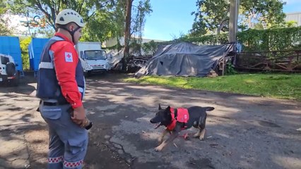 mqn–Tres perros de la Cruz Roja se convierten en héroes'260723