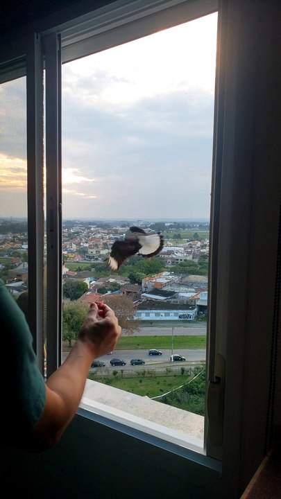 Man Feeds Hawks by Hand Through His Window