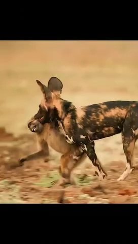 Monkey vs Wild Dog