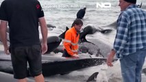 رفتاری که دانشمندان نمی‌دانند؛ نیمی از «نهنگ‌های خلبان» گرفتار در سواحل استرالیا تلف شدند