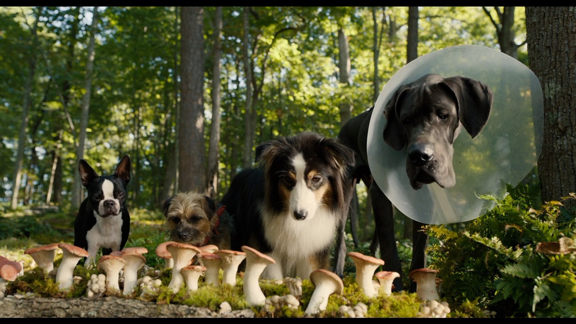 ⁣Strays Uncensored Trailer | Official