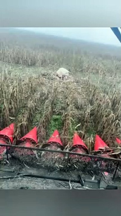 Mother Pig protecting her Piglets