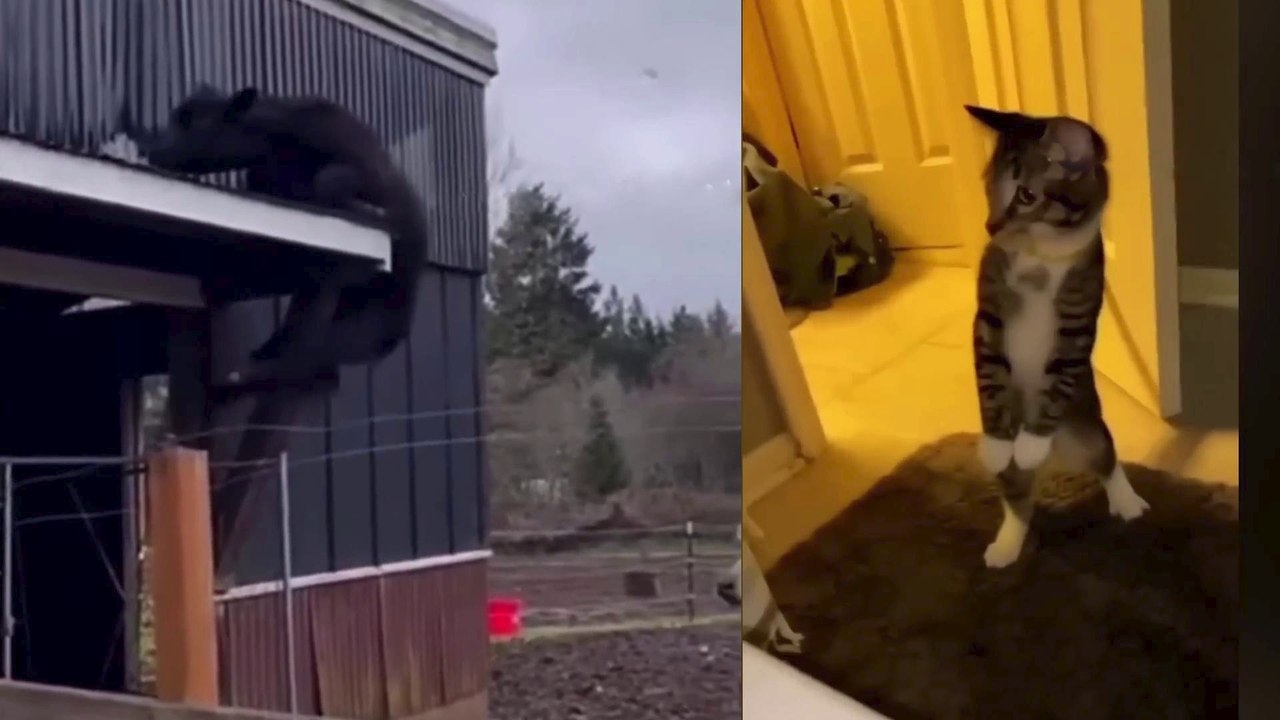 Best Funniest Animal Videos-----#111--أفضل أطرف مقاطع الفيديو الحيوانية