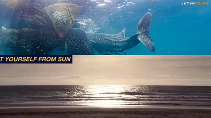 The Dos & Don'ts of Swimming With Whale Sharks In Cancun