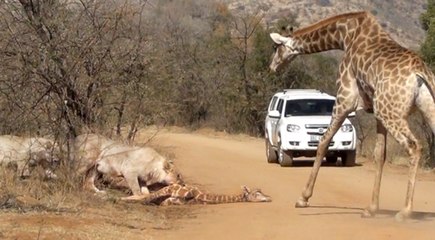 Giraffe Tries Saving her Calf From Hunting Lions