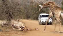 Giraffe Tries Saving her Calf From Hunting Lions