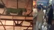 VIDEO: टीवी सीरियल की शूटिंग में घुसा तेंदुआ, जानिए फिर क्या हुआ?