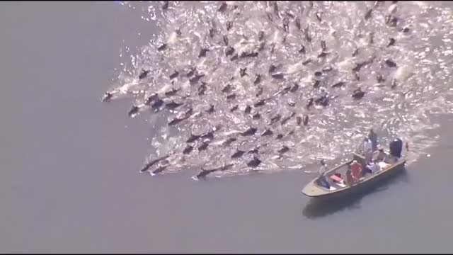 Una manada de ponis salvajes cruza a nado un canal en Virginia, EEUU