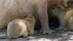 Nacen cuatro capibaras en el zoo de San Diego en Estados Unidos