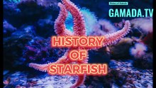 Starfish: Nature's Living Masterpieces - A Fascinating History Unfolded