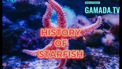 Starfish: Nature's Living Masterpieces - A Fascinating History Unfolded