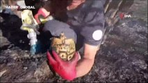 Alevlerin arasından yaşama dönen kaplumbağa, itfaiye erinin sevinci oldu